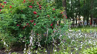 Парк усадьбы Баташевых в Гусь-Железном ждет благоустройство