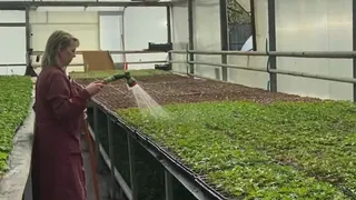 Во Владимире озеленят 10 тысяч квадратных метров общественных территорий