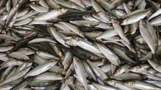 Названа самая полезная рыба на лето - ешьте 2 раза в неделю: богатый источник фосфора и селена