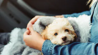 В России могут ввести платную регистрацию домашних животных