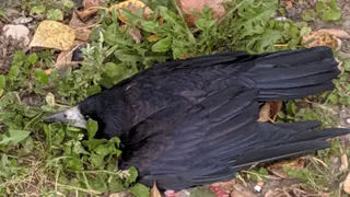 Виноваты выбросы? Лидер движения “Дышим чистым” прокомментировал ситуацию с массовым падежом птиц