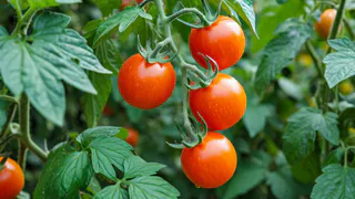 Через 10 дней после высадки томатов — обязательно: 1 литр под куст — и мясистые помидоры собираем мешками