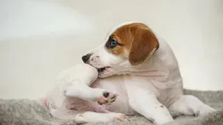 Как выжить блох из квартиры