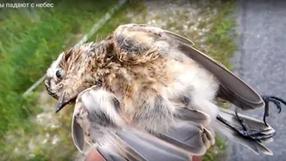 В Жуковском районе замечена массовая гибель птиц