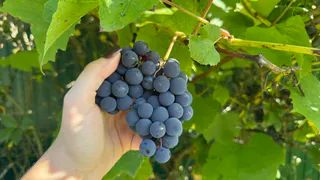 В Рязани обнаружили дом-невидимку, скрытый под покрывалом из виноградной лозы