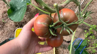 Проверил 9 необычных томатов из рекламы — делюсь честным результатом, что реально понравилось, а что разочаровало