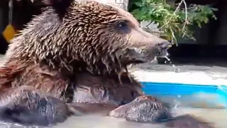 Медведь из Александровского СНТ прекрасно чувствует себя в волгоградском приюте