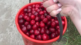 Красная вишня точно будет на кустах, если так сделать с землей в мае