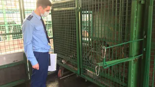 Прокуратура: лисам и лошадям в Рязанском цирке нечего пить