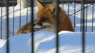 Опасная компания - в Рязани заметили лис, которые бегают в одной стае с собаками