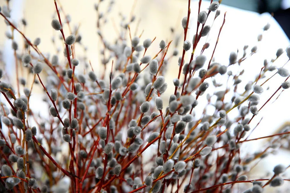 Нижнекамцы отметят Вербное воскресенье