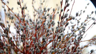 Нижнекамцы отметят Вербное воскресенье