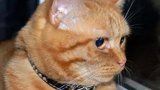 Конкурс "Пушистый иждивенец": объявление победителей