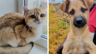 Дай лапку: Фанта и другие животные в поисках любящих сердец