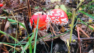 Рязанцев предупредили о грибах, яд которых остается опасен даже после варки