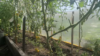 До 50 плодов с куста при любой погоде: этот сорт томатов прекрасно уживается даже Урале и в Сибири — ничего не боится