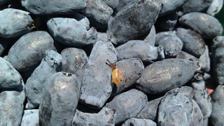 Всего 5 литров под куст – и гроздья сочных ягод облепят куст как мухи на варенье: подкормка для жимолости в апреле