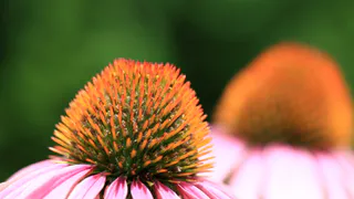 Посадила эти засухоустойчивые многолетники — перестала бегать с лейкой всё лето