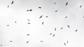 В Рязанской области из-за птичьего гриппа будут отстреливать диких птиц