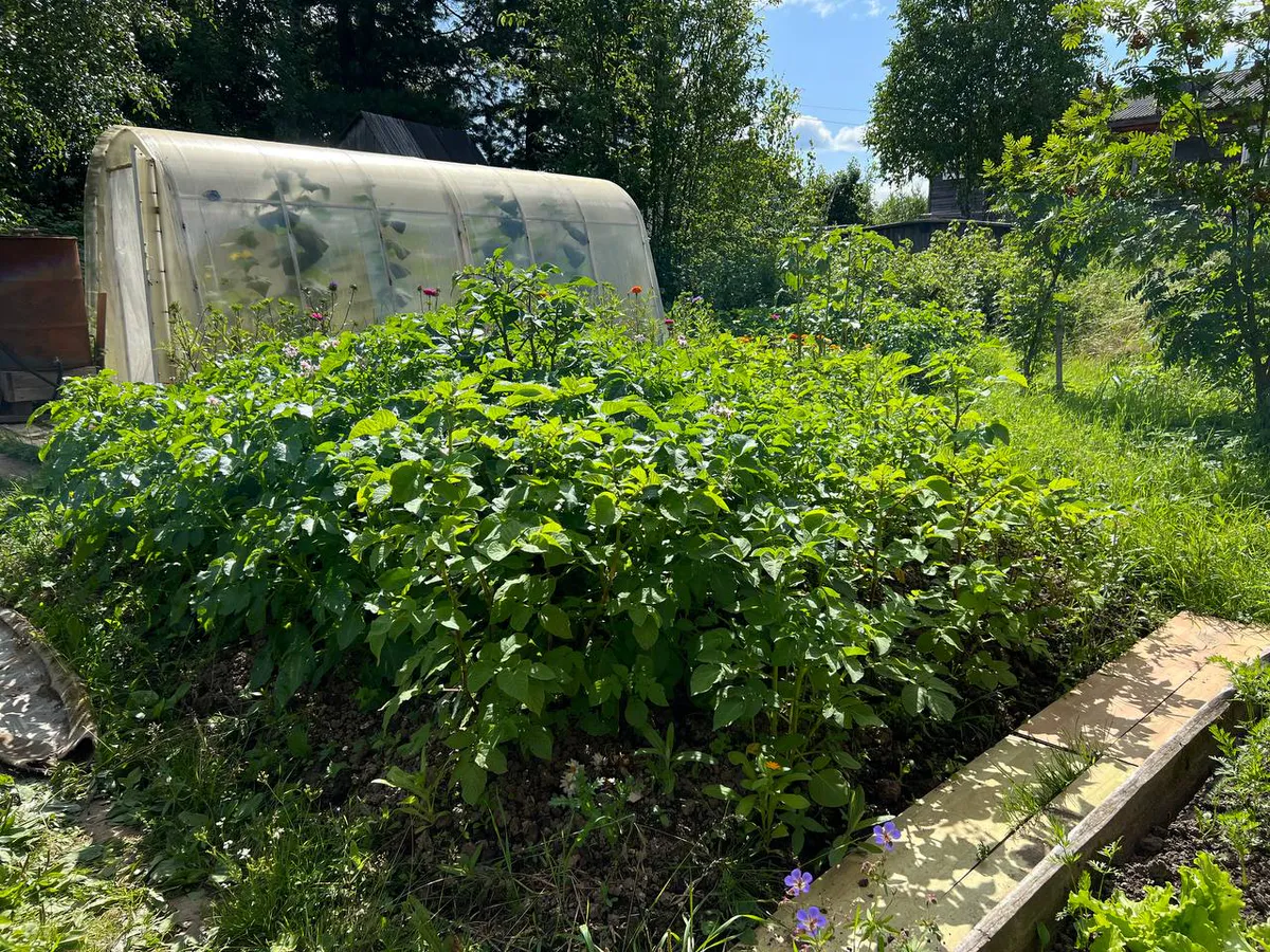 Как за 57 рублей получить урожай картофеля как на чернозёме: осенний секрет бывалого дачника