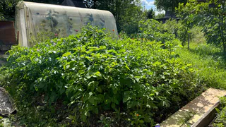 Раскидала 1 пачку копеечной крупы по грядкам и почва как чернозем - дорогой навоз больше не нужен