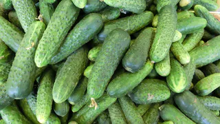 Эти огурцы дают первый урожай через 30–36 дней — собираю килограммы с одного куста