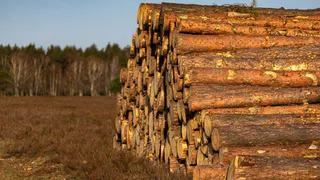 В Александрове лесопользователя уличили в нарушении лесных обязательств