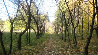 Жесть: неизвестные избили нижнекамку гаечным ключом