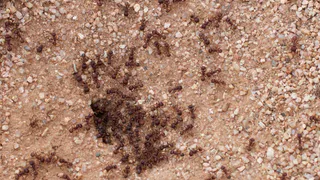 Муравьи сбегут как ошпаренные: нашёл 3 эффективных способа, которые за «сутки» очистят дачу от незваных гостей