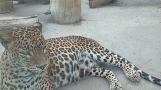 Двух годовалых гепардов доставят в Пензу