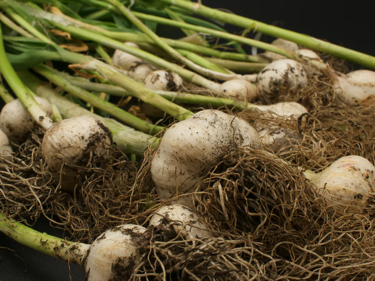 Для чеснока размером с кулак – необходимо: 1 ст.л. на 10 л – и ядреные головки собираем ведрами