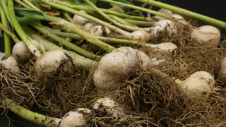 Для чеснока размером с кулак – необходимо: 1 ст.л. на 10 л – и ядреные головки собираем ведрами