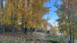 Синоптики рассказали о погоде в Коми на сегодня, 2 октября