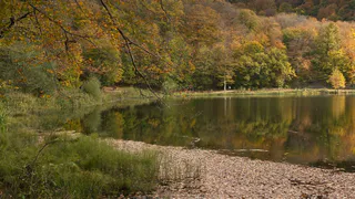 Рязанские леса готовят к будущему сезону