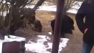 Стая кабанов разгуливает по деревне на границе Рязанской области – видео