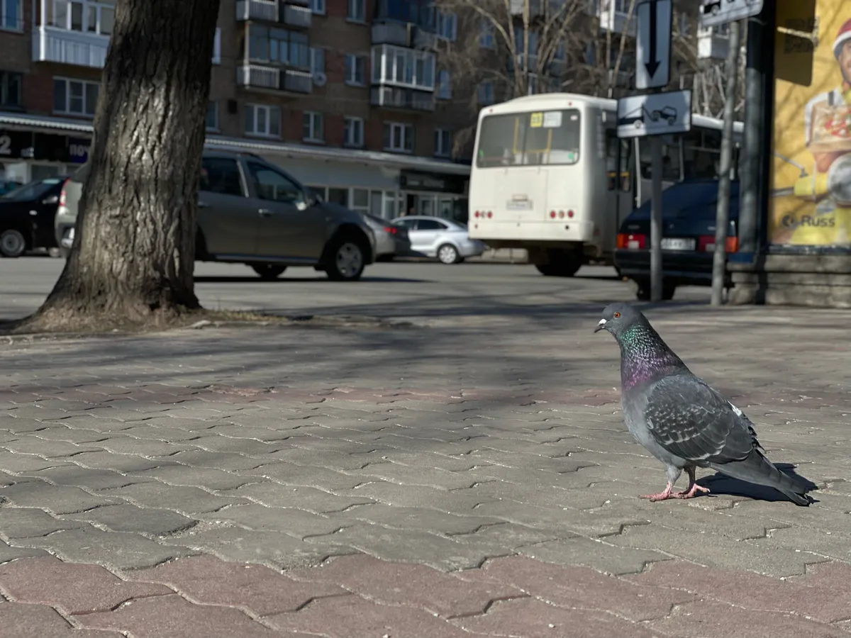 22 марта в Челябинскую область циклоны принесут осадки и усиление ветра