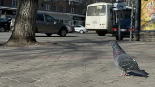 22 марта в Челябинскую область циклоны принесут осадки и усиление ветра