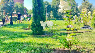 На Спасском холме во Владимире высадили гортензии и туи