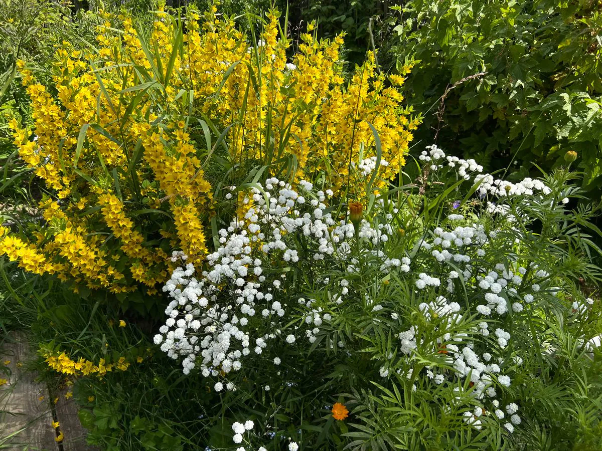 Сад, который сажает себя сам: как я превратила сентябрь в главный инвестиционный месяц года