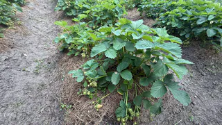 1 ст. ложка на 10 л. воды — и клубника в следующем году даст рекордный урожай: первым делом — в августе