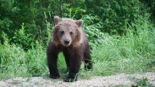 В Коми вернулись медвежата, спасенные в начале 2023 года
