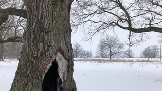 30 января в Рязанской области ожидается дождь и до +7