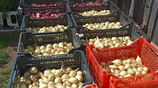 Последний шанс посадить лук в зиму и получить головки с кулак: схема посадки, которой удивляются даже опытные агрономы