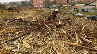 Во Владимирском парке у ДТЮ вырубят деревья и кустарники к строительству новой дороги