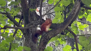 Необычные укусы животных зафиксированы в Коми за полгода