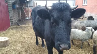 В Коми заинтересовались хозяйством, пускавшим детей на прогулки среди быков
