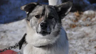 Приближается весна: рязанцам пора задуматься о защите животных  от бешенства