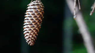 Никогда не выбрасывайте сосновые шишки: дачница со стажем указала на 5 способов, которые решат главные проблемы в огороде