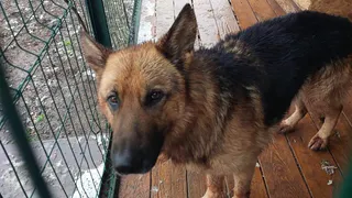 В Рязанском районе появился график отлова бездомных животных 