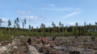 Восстанавливаем лес: в Рязанской области волонтеры высадили более 270 сосен